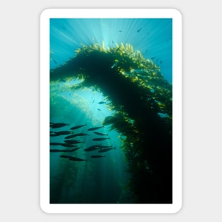 Sunrays In a Kelp Forest Sticker